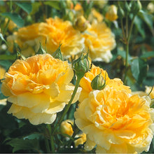 Load image into Gallery viewer, Molineux English Rose Shrub~ David Austin 3 Gallon
