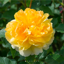 Load image into Gallery viewer, Molineux English Rose Shrub~ David Austin 3 Gallon