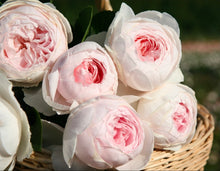 Load image into Gallery viewer, Parfuma Earth Angel Rose ~ Bloomables