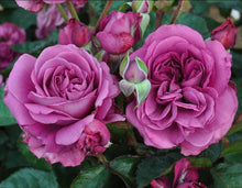 Load image into Gallery viewer, Sunbelt Plum Perfect Rose ~ Bloomables
