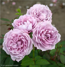 Load image into Gallery viewer, Poseidon Rose ~ Bloomables