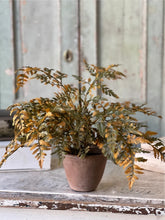 Load image into Gallery viewer, Fall Potted Autumn Fern ~ Moss