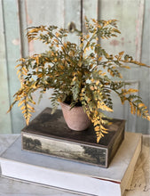 Load image into Gallery viewer, Fall Potted Autumn Fern ~ Moss
