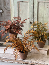 Load image into Gallery viewer, Fall Potted Autumn Fern ~ Cinnamon