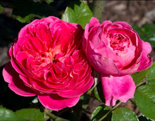 Load image into Gallery viewer, Powerpuff Pink Rose ~ Bloomables