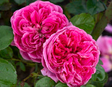 Load image into Gallery viewer, Powerpuff Pink Rose ~ Bloomables
