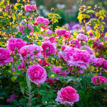 Load image into Gallery viewer, Princess Alexandra of Kent English Rose Shrub~ David Austin 3 Gallon