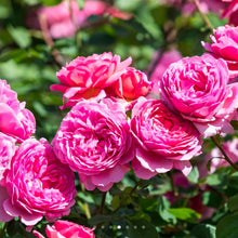 Load image into Gallery viewer, Princess Alexandra of Kent English Rose Shrub~ David Austin 3 Gallon