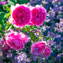 Load image into Gallery viewer, Princess Alexandra of Kent English Rose Shrub~ David Austin 3 Gallon