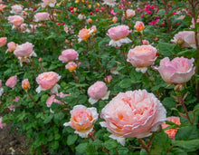 Load image into Gallery viewer, Princess Charlene De Monaco Rose ~ Bloomables