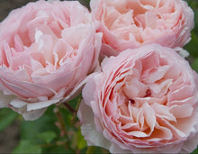 Load image into Gallery viewer, Princess Charlene De Monaco Rose ~ Bloomables