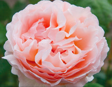 Load image into Gallery viewer, Princess Charlene De Monaco Rose ~ Bloomables