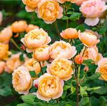 Load image into Gallery viewer, Roald Dahl English Rose Shrub~ David Austin 3 Gallon