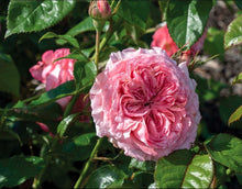 Load image into Gallery viewer, Romantica Ballgown Rose ~ Bloomables