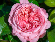 Load image into Gallery viewer, Romantica Ballgown Rose ~ Bloomables