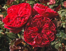 Load image into Gallery viewer, Rouge Royale Rose ~ Bloomables
