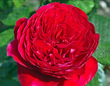 Load image into Gallery viewer, Rouge Royale Rose ~ Bloomables