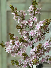 Load image into Gallery viewer, Chiffon Spires Pink Spray | Vintage Character