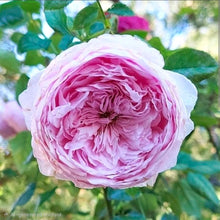 Load image into Gallery viewer, Spirit of Freedom English Climbing Rose ~ David Austin 3 Gallon