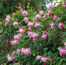Load image into Gallery viewer, Spirit of Freedom English Climbing Rose ~ David Austin 3 Gallon