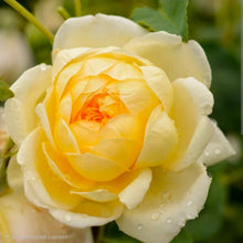 Load image into Gallery viewer, St. Alban English Rose Shrub~ David Austin 3 Gallon