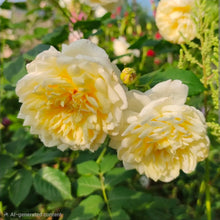 Load image into Gallery viewer, St. Alban English Rose Shrub~ David Austin 3 Gallon