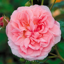 Load image into Gallery viewer, Strawberry Hill Climbing English Rose~ David Austin 3 Gallon