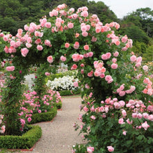 Load image into Gallery viewer, Strawberry Hill Climbing English Rose~ David Austin 3 Gallon