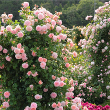 Load image into Gallery viewer, Strawberry Hill Climbing English Rose~ David Austin 3 Gallon