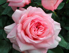 Load image into Gallery viewer, Sunbelt Savannah Rose ~ Bloomables