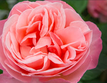 Load image into Gallery viewer, Sweet Mademoiselle Rose ~ Bloomables