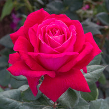 Load image into Gallery viewer, Sweet Spirit Rose ~ Bloomables
