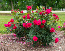 Load image into Gallery viewer, Sweet Spirit Rose ~ Bloomables