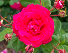Load image into Gallery viewer, Sweet Spirit Rose ~ Bloomables