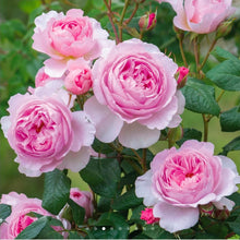 Load image into Gallery viewer, The Ancient Mariner English Rose Shrub~ David Austin 3 Gallon