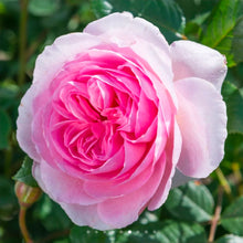 Load image into Gallery viewer, The Ancient Mariner English Rose Shrub~ David Austin 3 Gallon