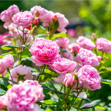 Load image into Gallery viewer, The Ancient Mariner English Rose Shrub~ David Austin 3 Gallon