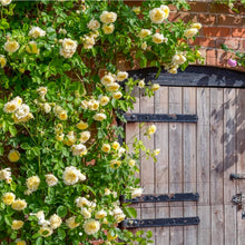 Load image into Gallery viewer, The Pilgrim Climbing English Rose~ David Austin 3 Gallon