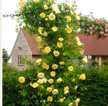 Load image into Gallery viewer, The Pilgrim Climbing English Rose~ David Austin 3 Gallon