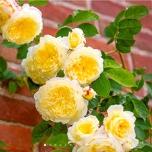 Load image into Gallery viewer, The Pilgrim Climbing English Rose~ David Austin 3 Gallon