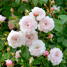 Load image into Gallery viewer, The Albrighton Rambler English Rose~ David Austin 3 Gallon