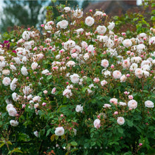 Load image into Gallery viewer, The Albrighton Rambler English Rose~ David Austin 3 Gallon