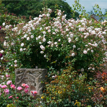 Load image into Gallery viewer, The Albrighton Rambler English Rose~ David Austin 3 Gallon