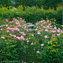 Load image into Gallery viewer, The Alnwick Rose English Rose Shrub~ David Austin 3 Gallon