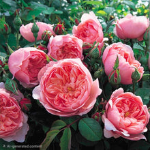 Load image into Gallery viewer, The Alnwick Rose English Rose Shrub~ David Austin 3 Gallon