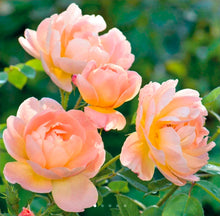 Load image into Gallery viewer, The Lark Ascending English Rose Shrub~ David Austin 3 Gallon