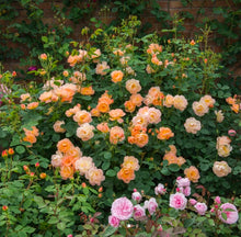 Load image into Gallery viewer, The Lark Ascending English Rose Shrub~ David Austin 3 Gallon