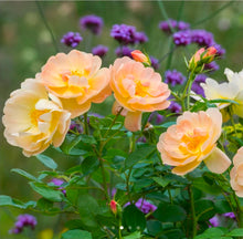 Load image into Gallery viewer, The Lark Ascending English Rose Shrub~ David Austin 3 Gallon