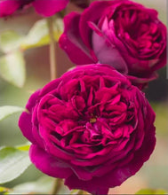 Load image into Gallery viewer, The Prince English Rose Shrub~ David Austin 3 Gallon