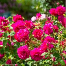 Load image into Gallery viewer, Thomas a' Becket English Rose Shrub~ David Austin 3 Gallon